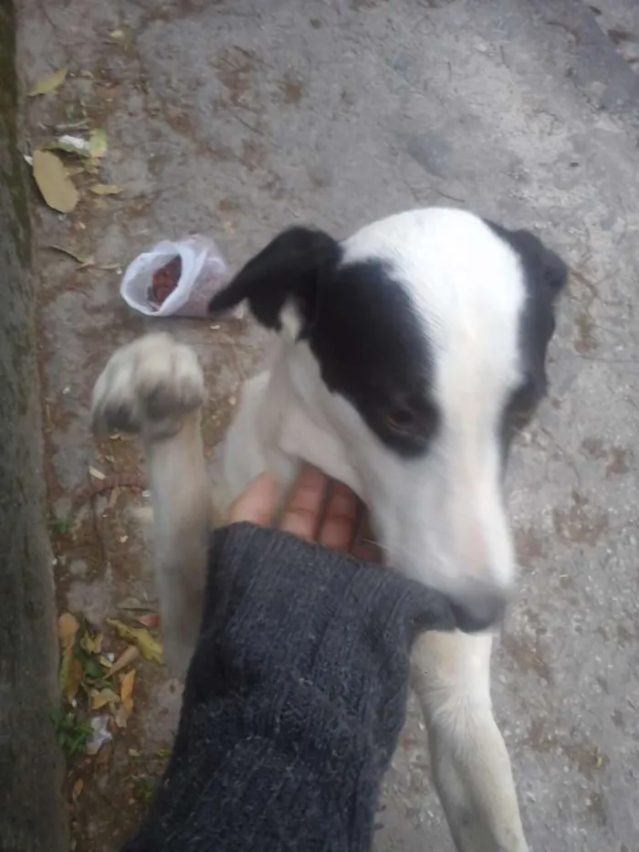 Cachorro raça vira lata idade 7 a 11 meses nome sem nome