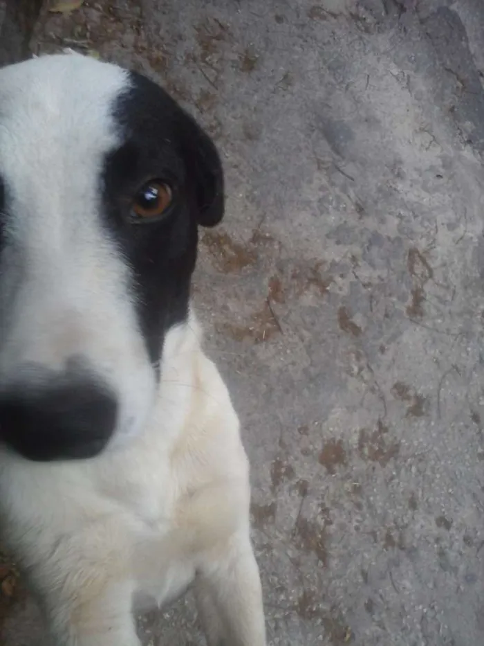 Cachorro raça vira lata idade 7 a 11 meses nome sem nome