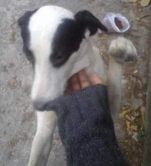 Cachorro raça vira lata idade 7 a 11 meses nome sem nome