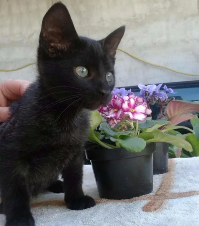 Gato ra a SRD idade 2 a 6 meses nome Charlie