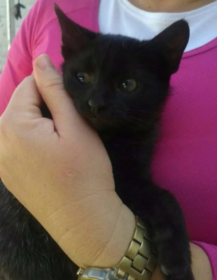 Gato ra a SRD idade 2 a 6 meses nome Charlie