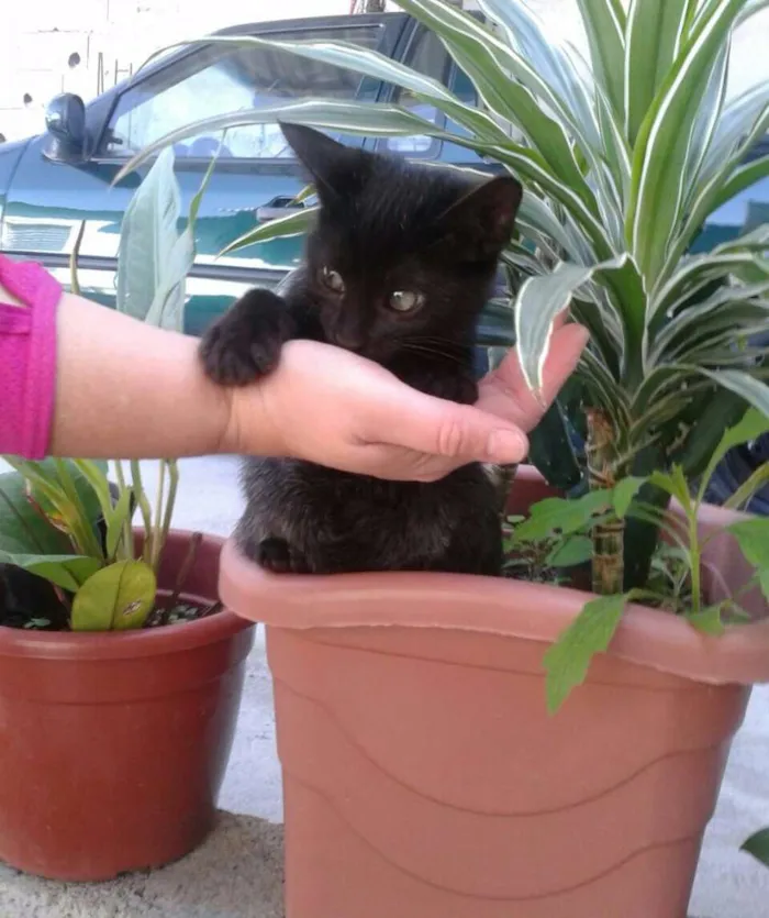 Gato ra a SRD idade 2 a 6 meses nome Charlie