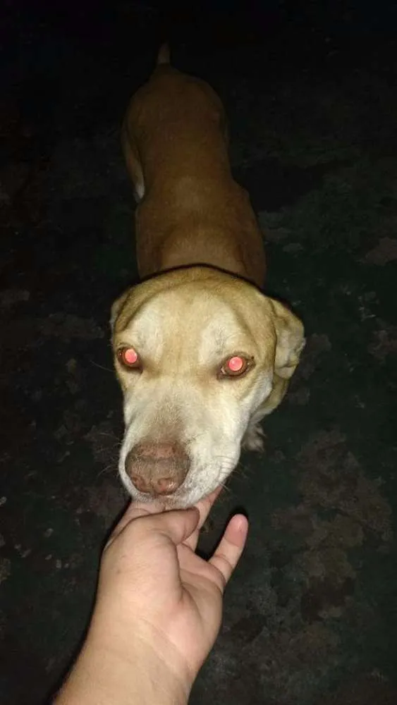 Cachorro raça Não definida idade 3 anos nome Yara,sheider,bila,
