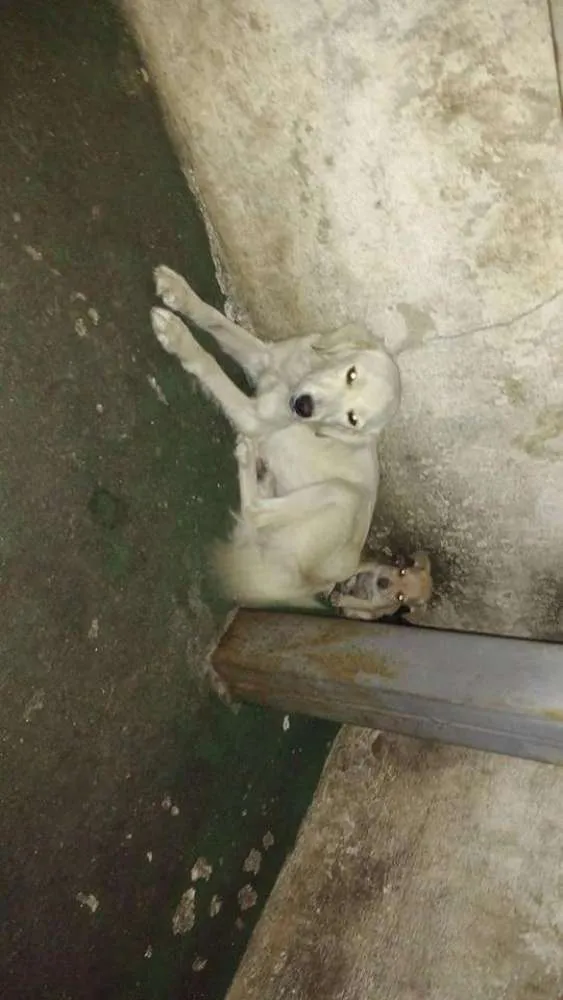 Cachorro raça Não definida idade 3 anos nome Yara,sheider,bila,