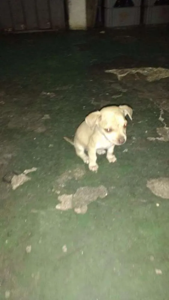 Cachorro raça Não definida idade 3 anos nome Yara,sheider,bila,