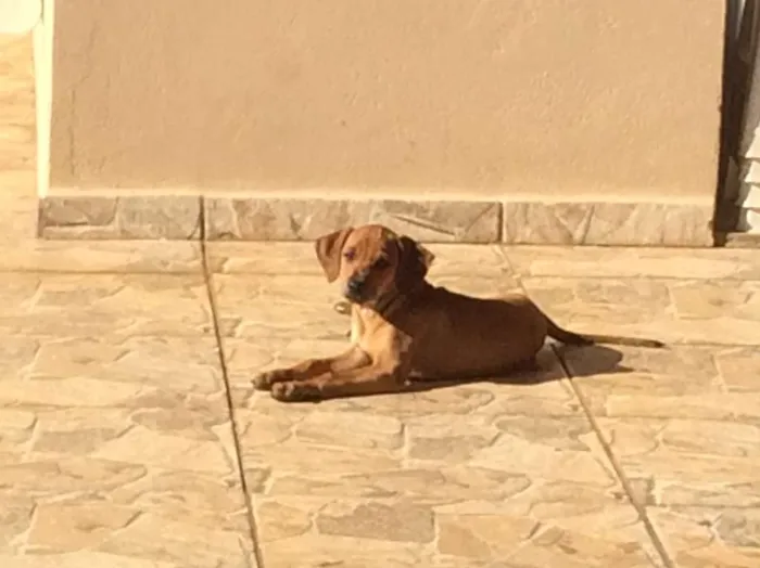 Cachorro raça Sem raça idade 2 a 6 meses nome Sem nome