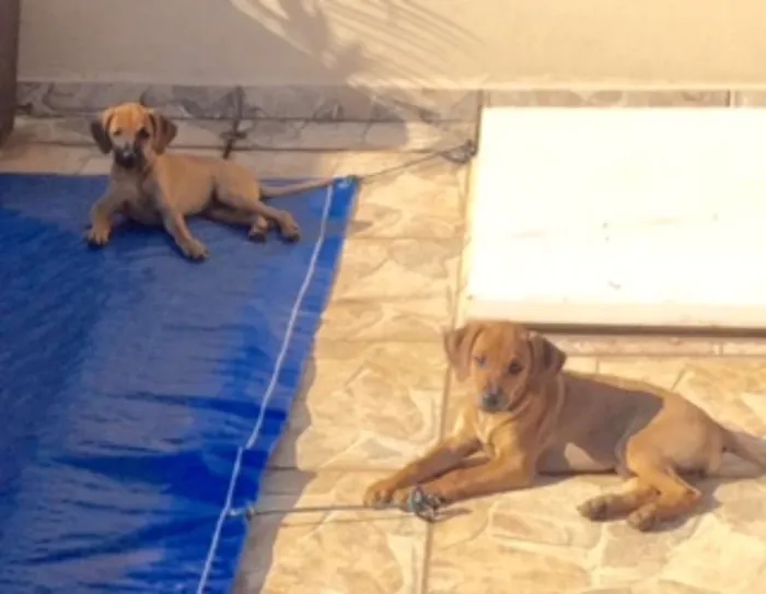 Cachorro raça Sem raça idade 2 a 6 meses nome Sem nome