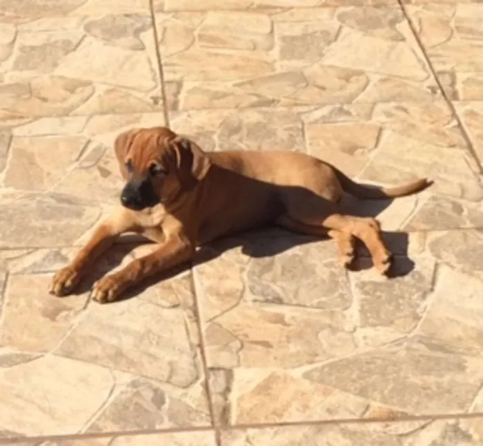 Cachorro raça Sem raça idade 2 a 6 meses nome Sem nome