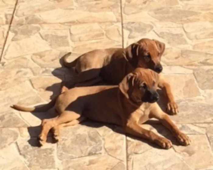 Cachorro raça Sem raça idade 2 a 6 meses nome Sem nome