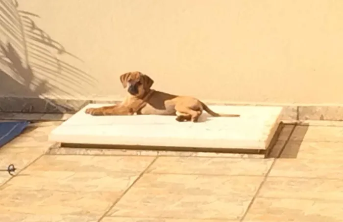 Cachorro raça Sem raça idade 2 a 6 meses nome Sem nome