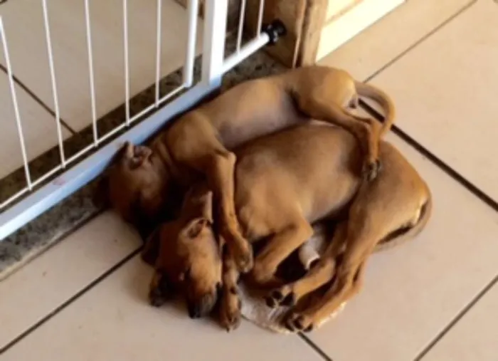 Cachorro raça Sem raça idade 2 a 6 meses nome Sem nome