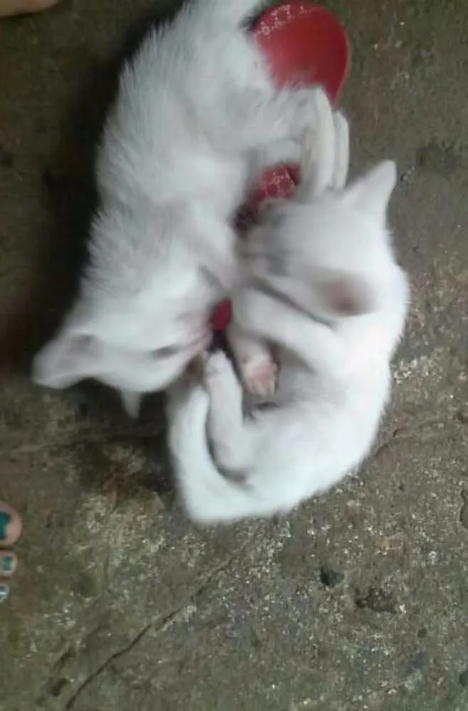Gato raça nao indentificada idade Abaixo de 2 meses nome sem nomes 