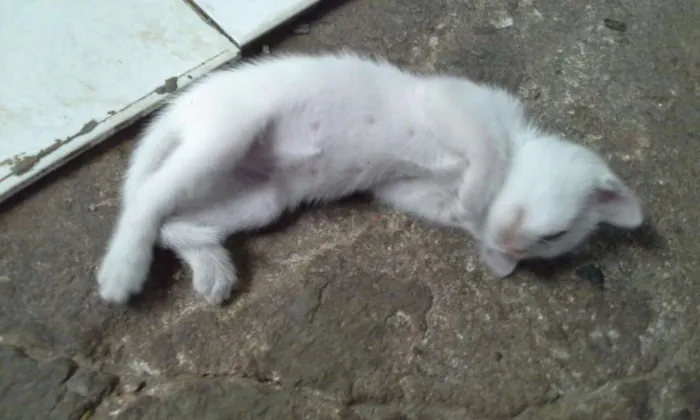 Gato raça nao indentificada idade Abaixo de 2 meses nome sem nomes 