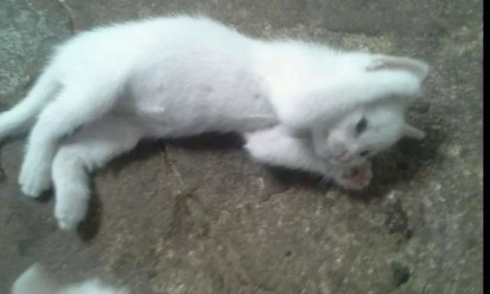 Gato raça nao indentificada idade Abaixo de 2 meses nome sem nomes 