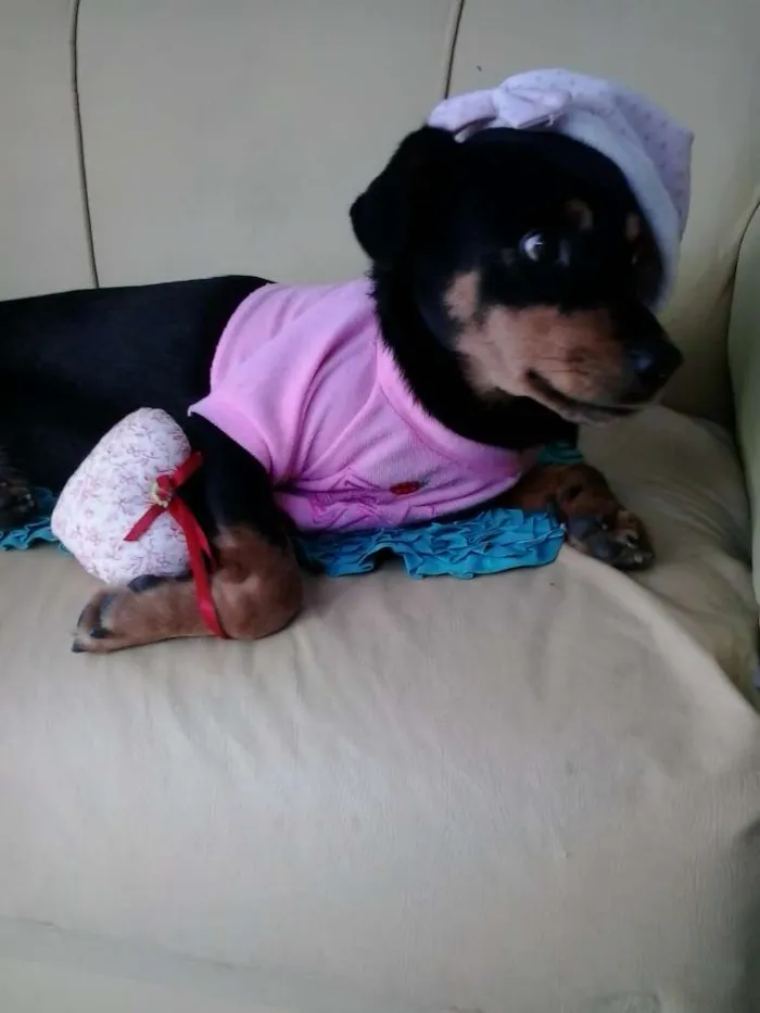 Cachorro raça mestiça idade 7 a 11 meses nome Tullypa