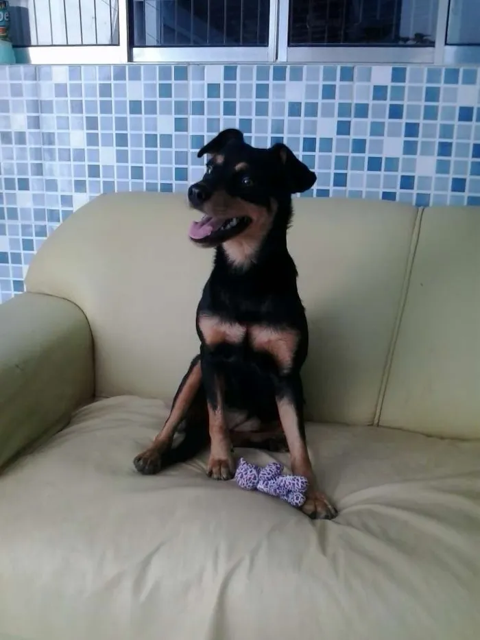 Cachorro raça mestiça idade 7 a 11 meses nome Tullypa