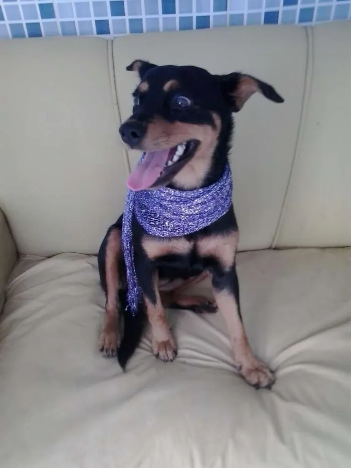 Cachorro raça mestiça idade 7 a 11 meses nome Tullypa