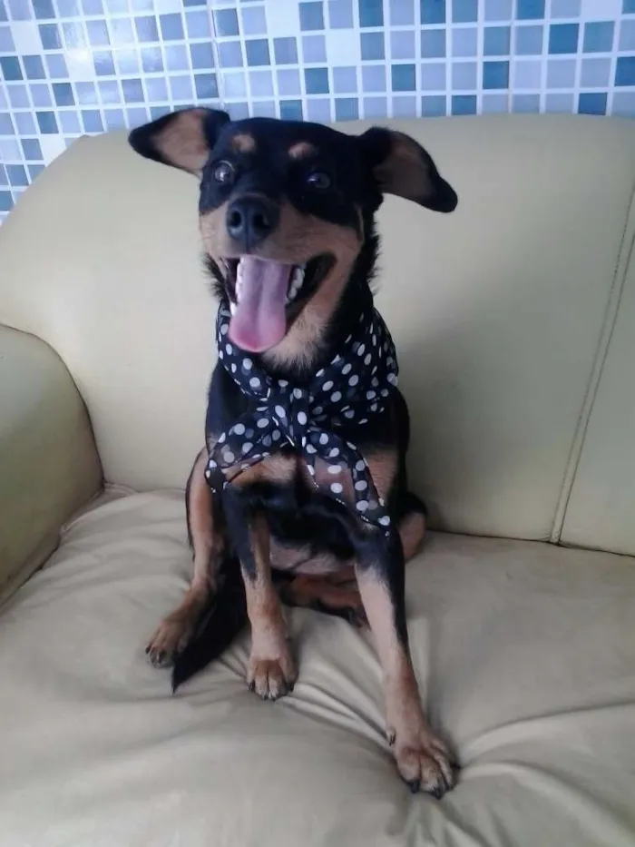 Cachorro raça mestiça idade 7 a 11 meses nome Tullypa