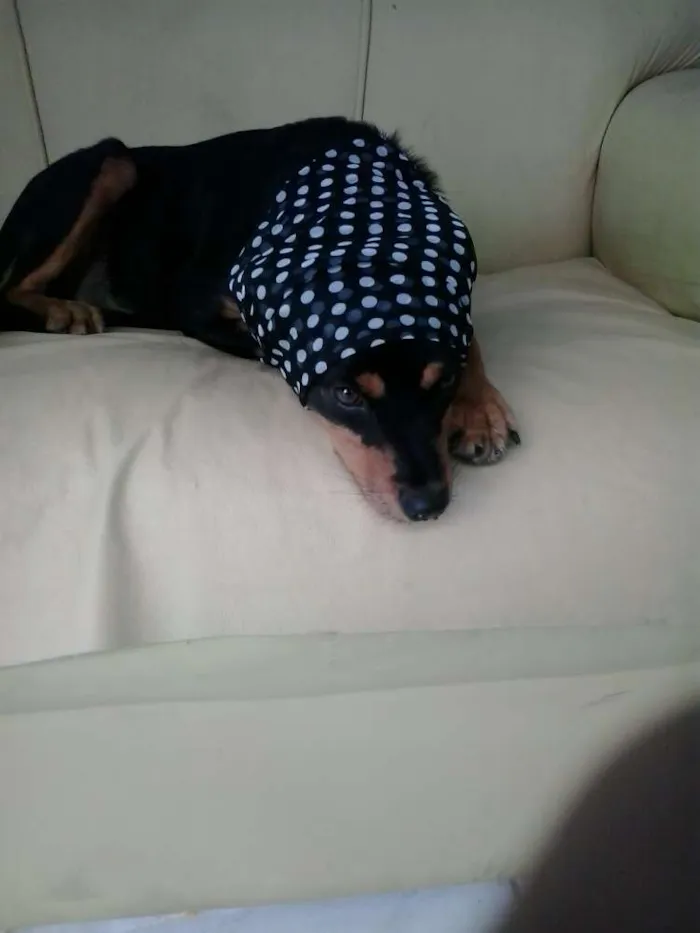 Cachorro raça mestiça idade 7 a 11 meses nome Tullypa