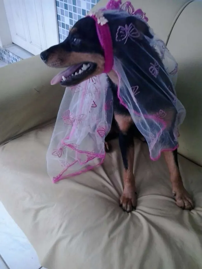 Cachorro raça mestiça idade 7 a 11 meses nome Tullypa