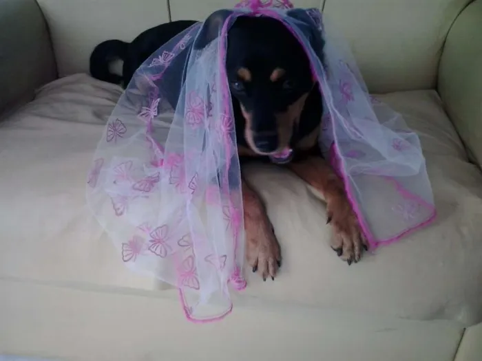 Cachorro raça mestiça idade 7 a 11 meses nome Tullypa