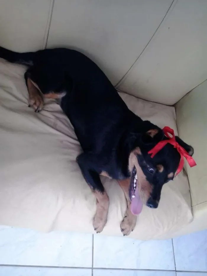 Cachorro raça mestiça idade 7 a 11 meses nome Tullypa