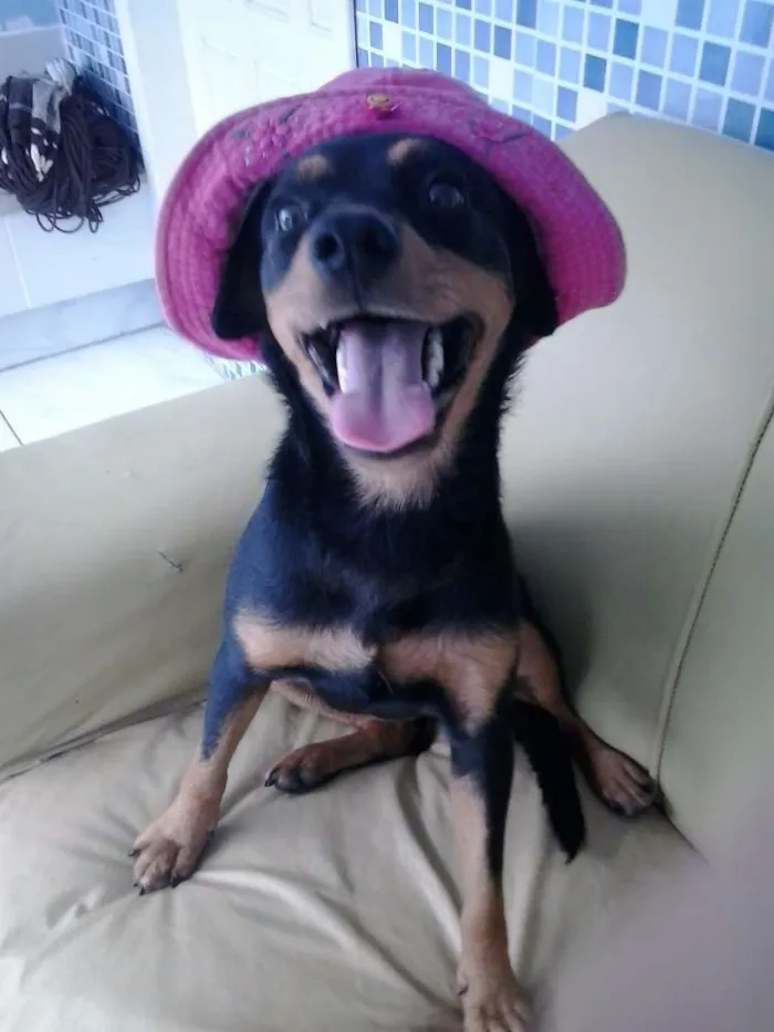 Cachorro raça mestiça idade 7 a 11 meses nome Tullypa