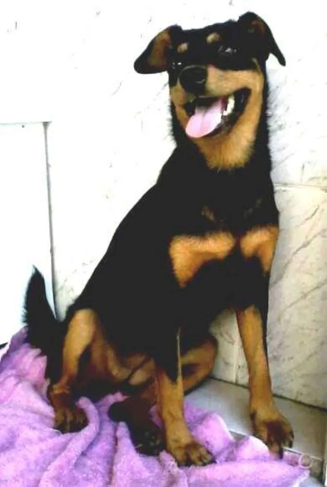 Cachorro raça mestiça idade 7 a 11 meses nome Tullypa