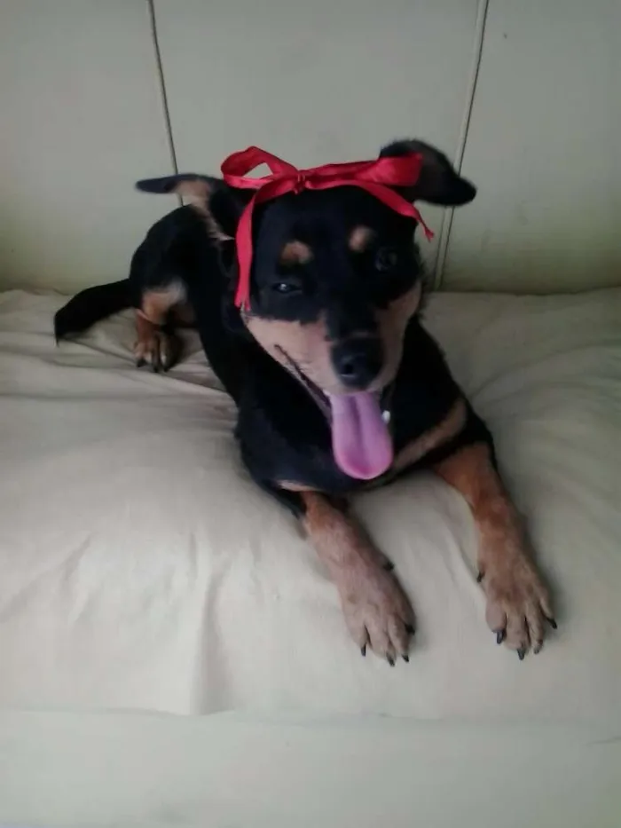 Cachorro raça mestiça idade 7 a 11 meses nome Tullypa
