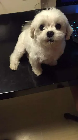 Cachorro raça Maltês idade 4 anos nome Cookie