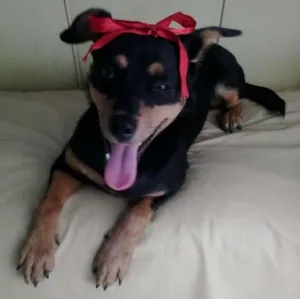 Cachorro raça mestiça idade 7 a 11 meses nome Tullypa