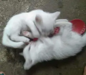 Gato raça nao indentificada idade Abaixo de 2 meses nome sem nomes 