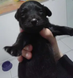 Cachorro raça SRD idade Abaixo de 2 meses nome Fofurinhas