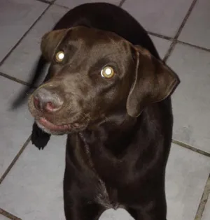 Cachorro raça SRD idade 1 ano nome XICO