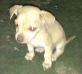 Cachorro raça Não definida idade 3 anos nome Yara,sheider,bila,