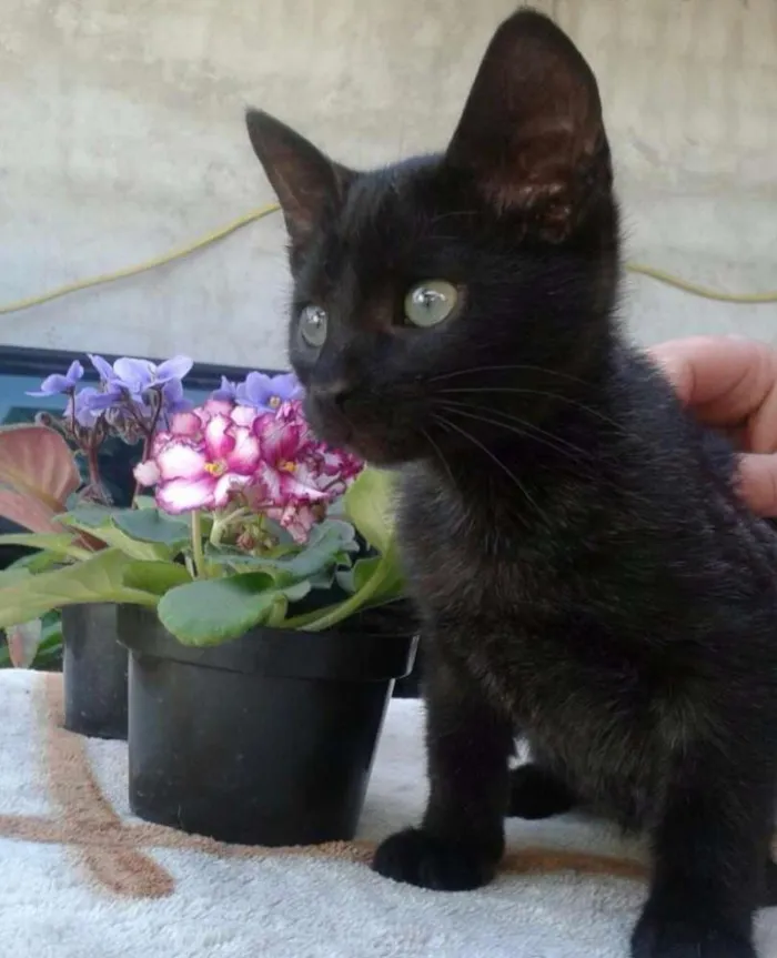 Gato ra a SRD idade 2 a 6 meses nome Charlie