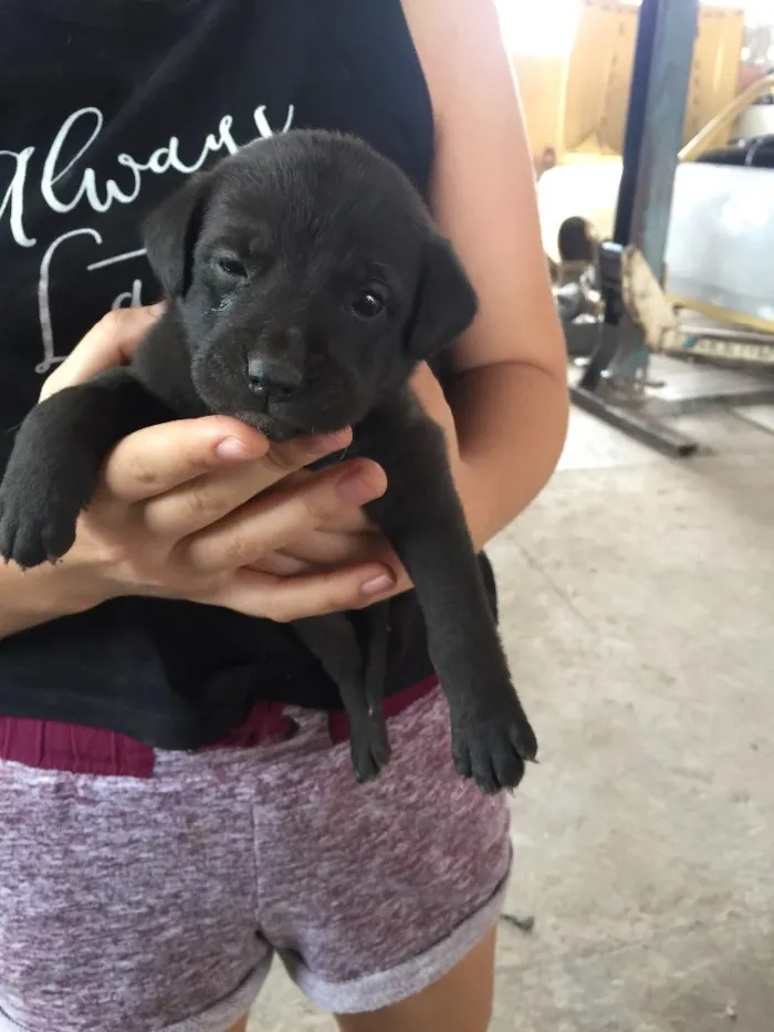 Cachorro ra a SRD idade 2 a 6 meses nome Sem nome 