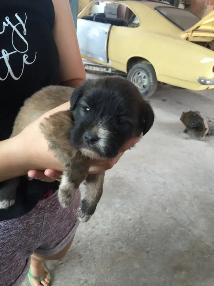 Cachorro ra a SRD idade 2 a 6 meses nome Sem nome 