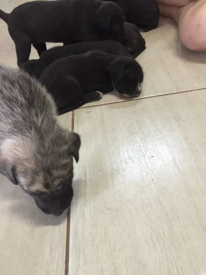 Cachorro ra a SRD idade 2 a 6 meses nome Sem nome 