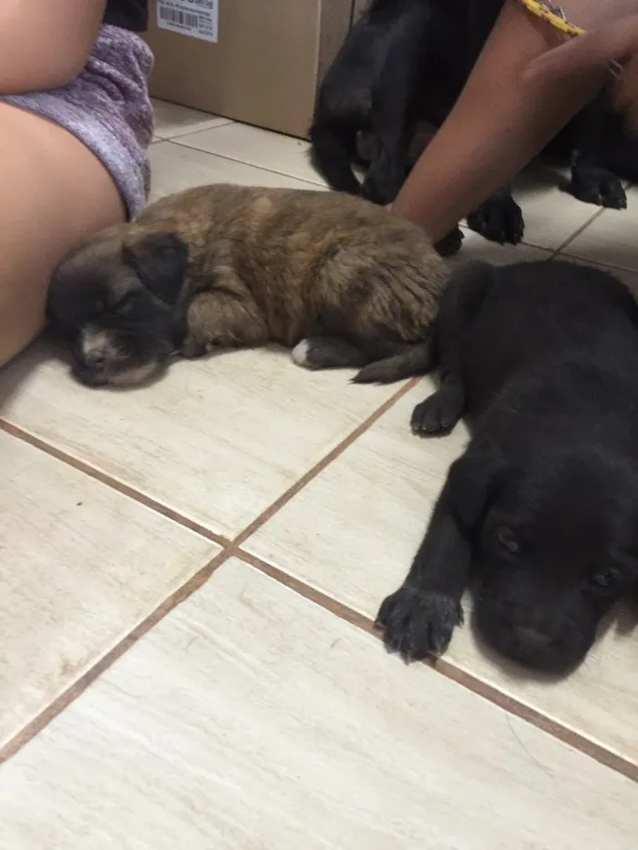 Cachorro ra a SRD idade 2 a 6 meses nome Sem nome 