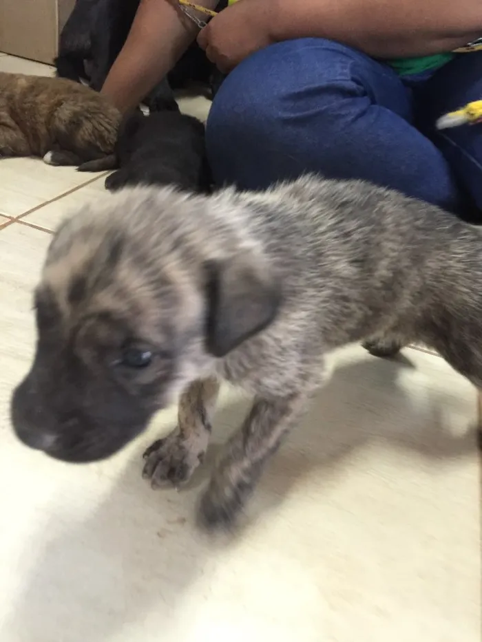 Cachorro ra a SRD idade 2 a 6 meses nome Sem nome 