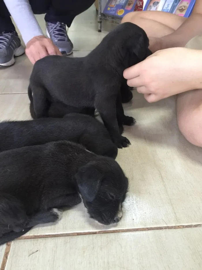 Cachorro ra a SRD idade 2 a 6 meses nome Sem nome 