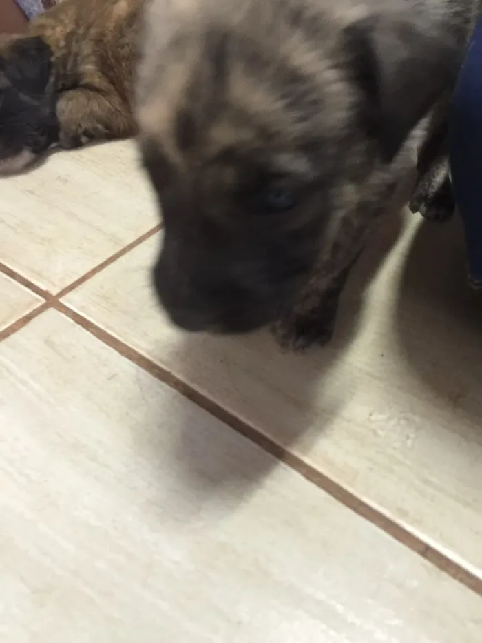 Cachorro ra a SRD idade 2 a 6 meses nome Sem nome 
