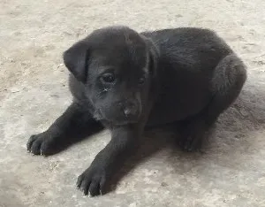 Cachorro raça SRD idade 2 a 6 meses nome Sem nome 