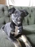 Belinha 