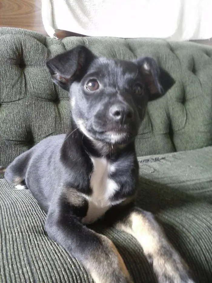 Cachorro ra a Virá lata idade 2 a 6 meses nome Belinha 