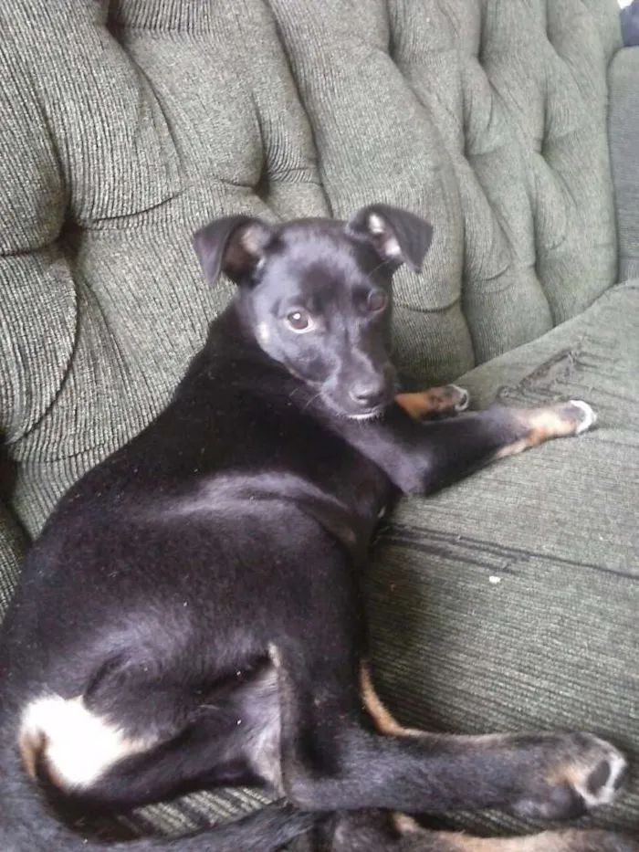 Cachorro ra a Virá lata idade 2 a 6 meses nome Belinha 