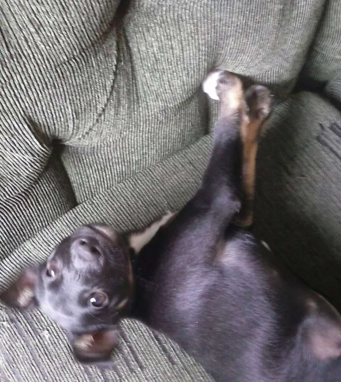 Cachorro ra a Virá lata idade 2 a 6 meses nome Belinha 