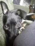 Belinha 