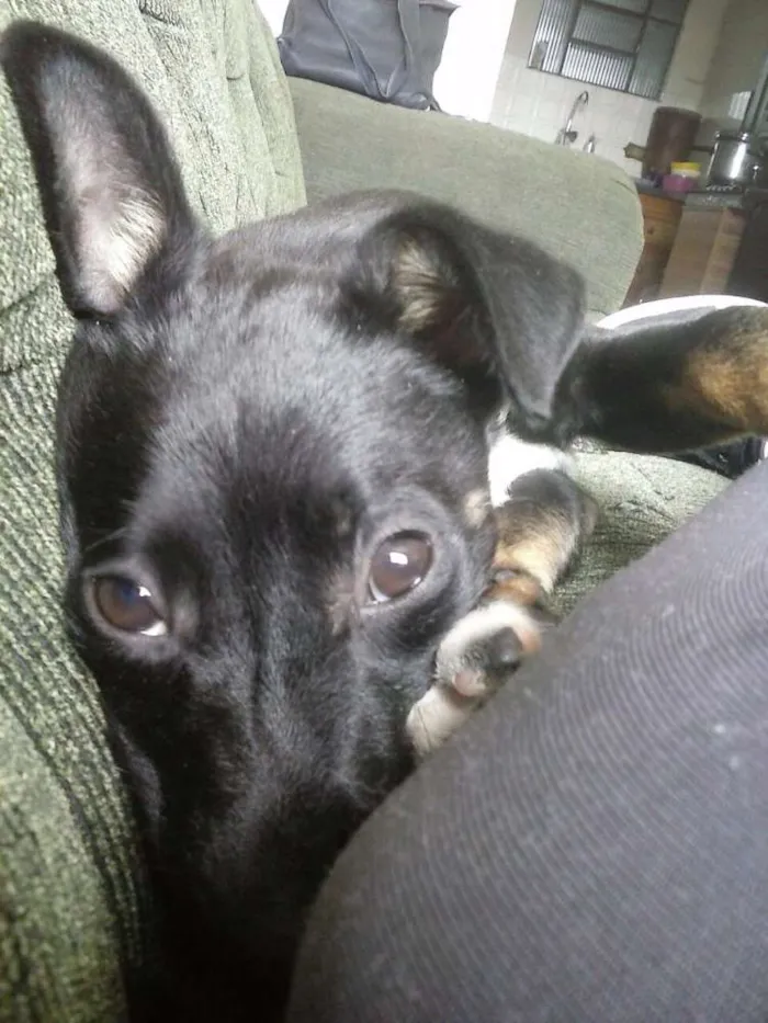 Cachorro ra a Virá lata idade 2 a 6 meses nome Belinha 